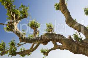 Baum Platanus auf der Insel Mainau