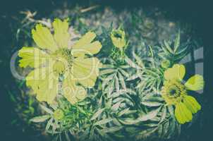 Portrait of yellow color flower on garden with vintage look