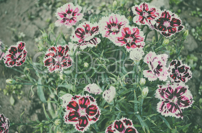 Colorful flower on garden looking beautiful