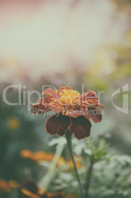 Beautiful red color flower on garden Beautiful red color flower on garden