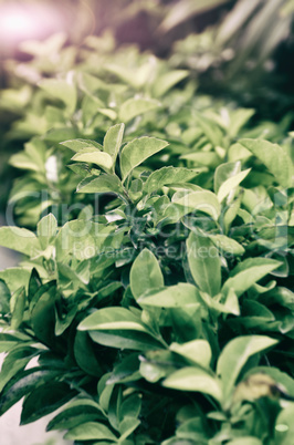 Portrait of green tea leaf on garden field