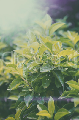 Portrait of green tea leaf on garden field