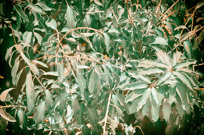 Close up of green leaves of mango tree.