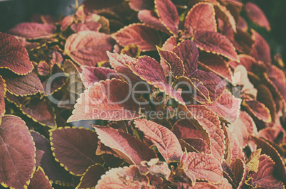 Close up of beautiful pink color gardening leaf tree
