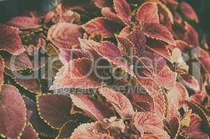 Close up of beautiful pink color gardening leaf tree