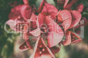 Very close up vintage portrait of pink color flowers