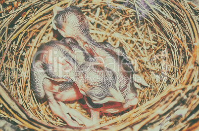 Baby Birds in Nest