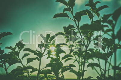 An image of basil leafs tree on blue sky with sunlight