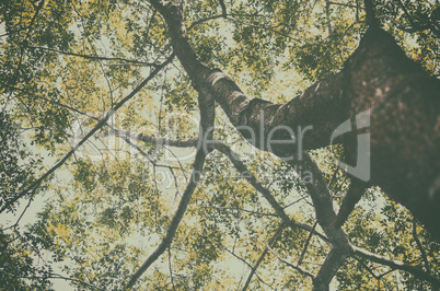 Tree in a green forest in spring, vintage image