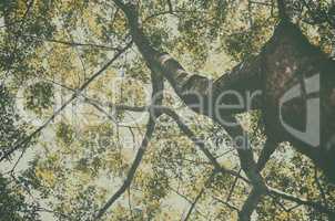 Tree in a green forest in spring, vintage image