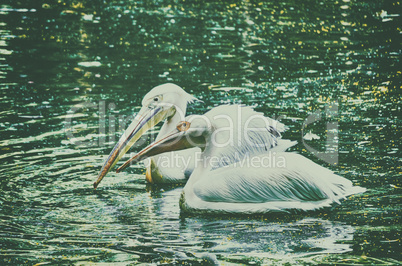 Swan birds swimming on lake