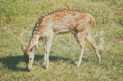 Close up portrait of deer in the forest field