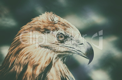 Close up of American eagle