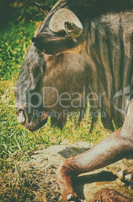 Portrait picture of a brave and beautiful spanish bull