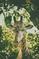 Close up portrait of giraffe in forest