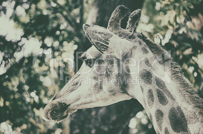 Close up portrait of giraffe in forest