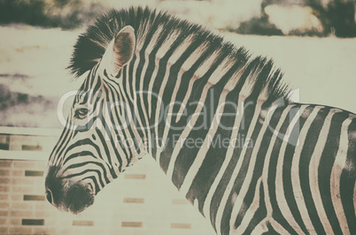 close up portrait of zebra in zoo