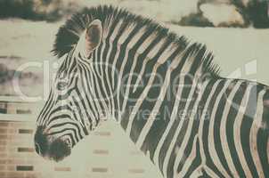 close up portrait of zebra in zoo
