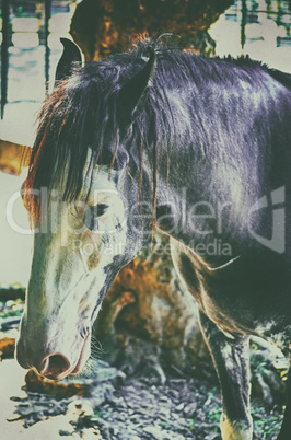 Close up portrait of a beautiful horse