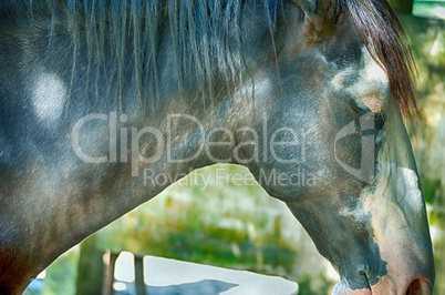 Close up portrait of a beautiful horse