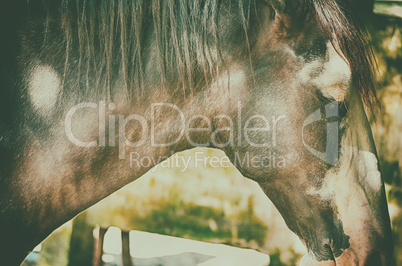 Close up portrait of a beautiful horse