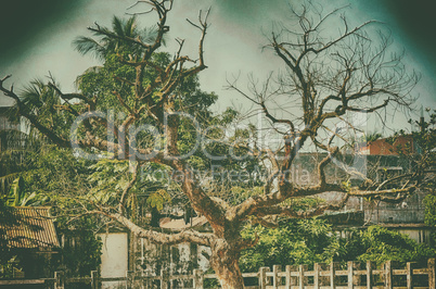 Vintage image of a tree