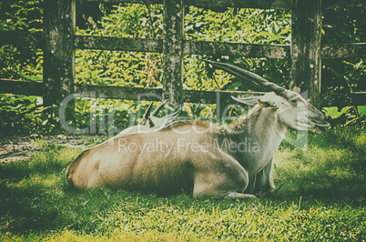 Close up portrait of deer in the forest field