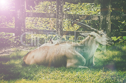 Close up portrait of deer in the forest field