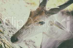 Close up portrait of deer in the forest