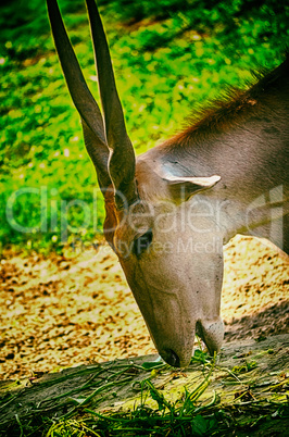 Close up portrait of deer in the forest