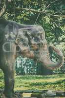 Close up portrait image of elephant on zoo