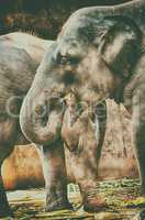 Close up portrait image of elephant on zoo