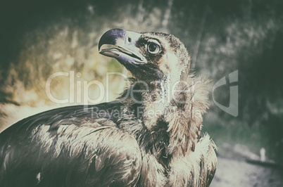 Close up portrait of majestic steppe eagle