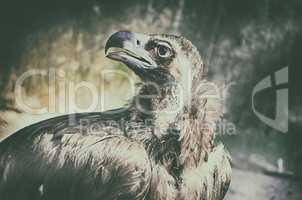 Close up portrait of majestic steppe eagle