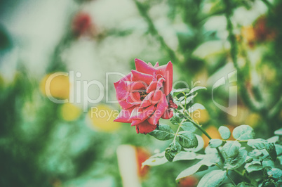 Beautiful red color rose flower on garden