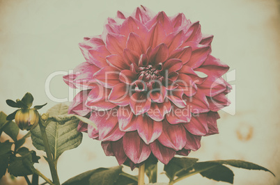 Beautiful red color dahlia flower on garden