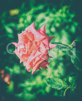 Beautiful red color rose flower on garden