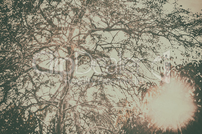 Vintage image of a tree with sunlight