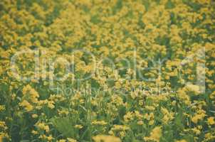 Close up of beautiful yellow color flower on garden