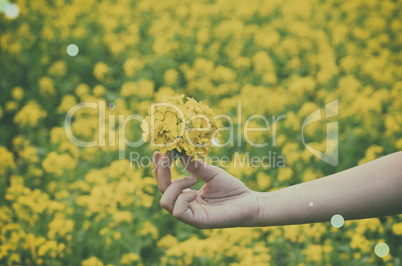 Close up of beautiful yellow color flower on hand