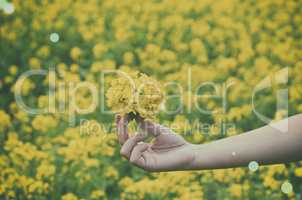 Close up of beautiful yellow color flower on hand