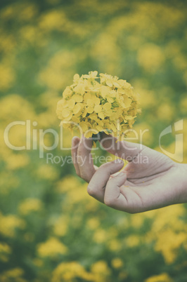 Close up of beautiful yellow color flower on hand