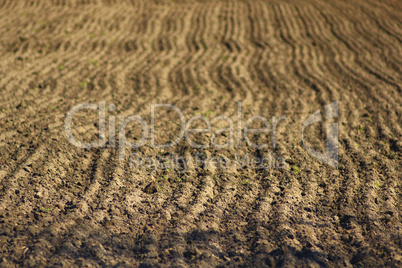 plowed land ready for planting potato in the village