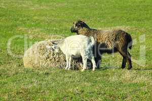 goats and lambs play on pasture