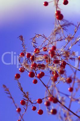 fruits of asparagus officinalis