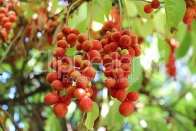 branch of red ripe schisandra