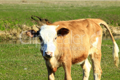 cow on the farm pasture