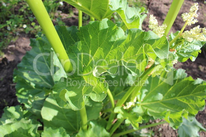 big leaf of rhubarb