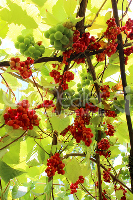 branch of red ripe schisandra