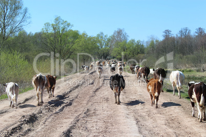 cows coming back from pasture